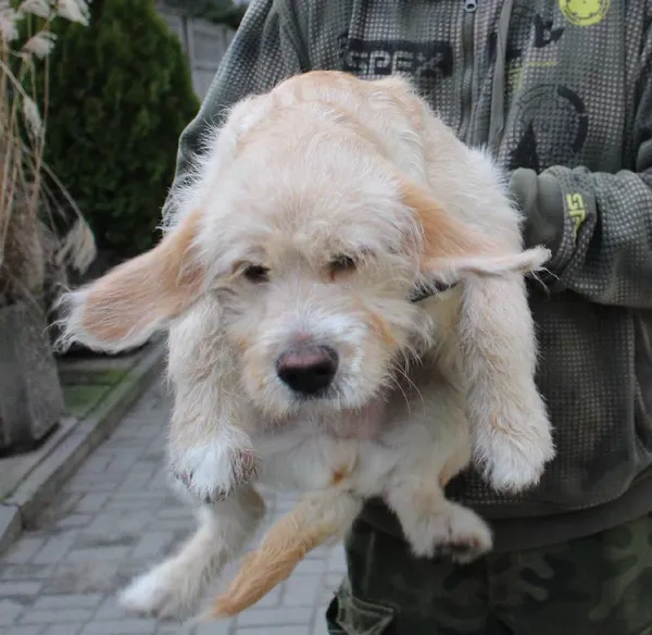 Znaleziono psa, Łódź, 30 grudnia 2023 (1/5)