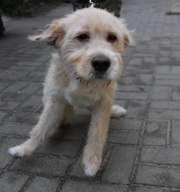 Znaleziono psa, Łódź, 30 grudnia 2023 (2/5)