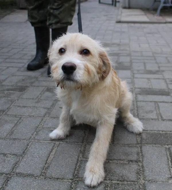 Znaleziono psa, Łódź, 30 grudnia 2023 (3/5)