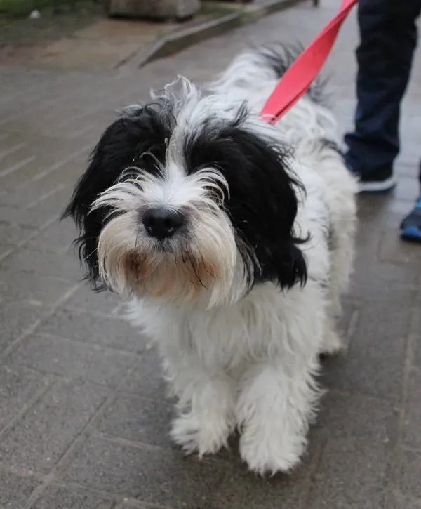 Znaleziono psa, Łódź, 29 grudnia 2023 (3/4)