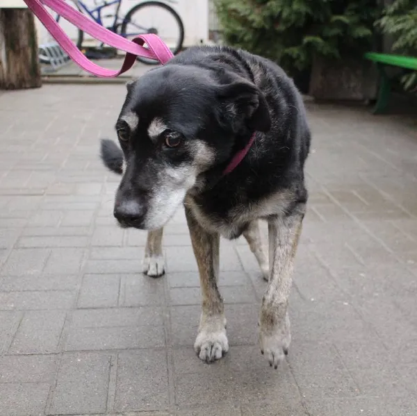 Znaleziono psa, Łódź, 29 grudnia 2023 (1/5)