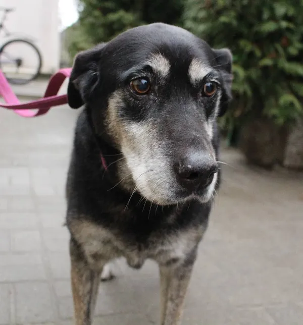 Znaleziono psa, Łódź, 29 grudnia 2023 (2/5)