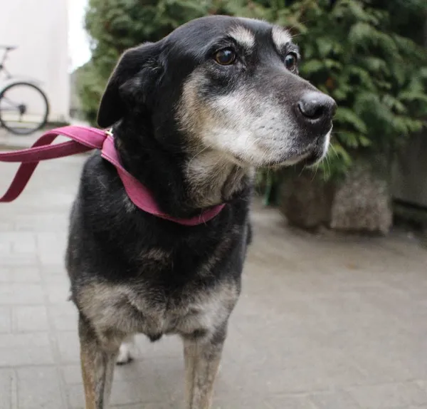 Znaleziono psa, Łódź, 29 grudnia 2023 (3/5)