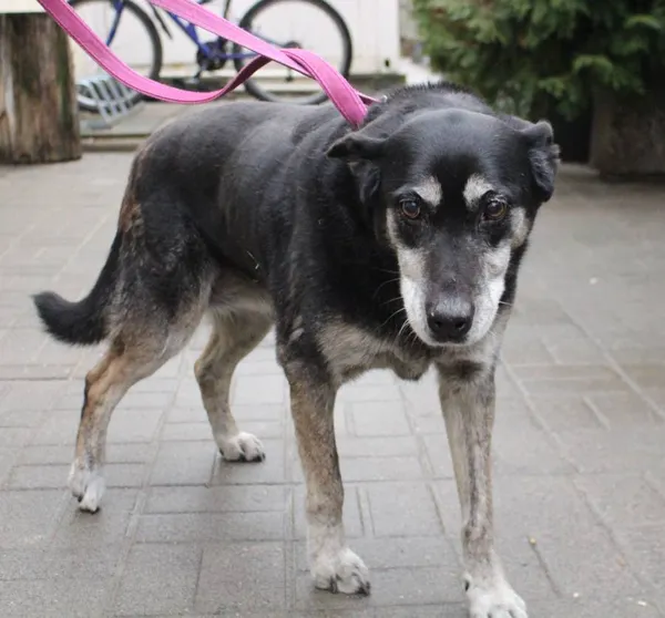 Znaleziono psa, Łódź, 29 grudnia 2023 (5/5)