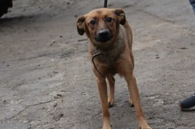 Pies do adopcji, Oborniki, 13 grudnia 2023 (1/4)