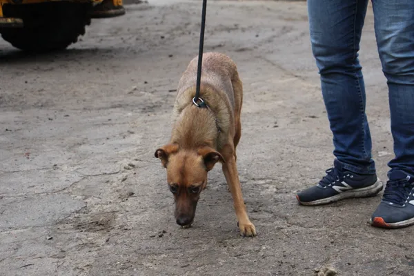 Pies do adopcji, Oborniki, 13 grudnia 2023 (2/4)