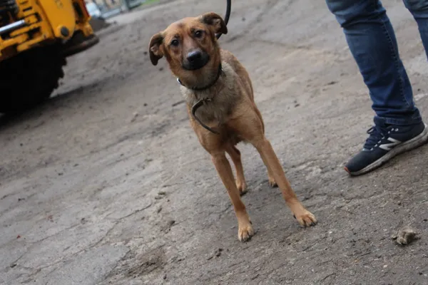 Pies do adopcji, Oborniki, 13 grudnia 2023 (3/4)