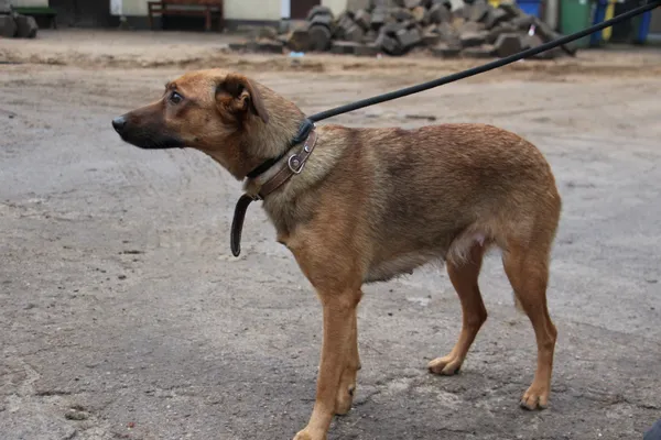 Pies do adopcji, Oborniki, 13 grudnia 2023 (4/4)