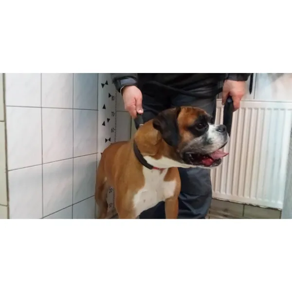 Znaleziono psa, Białystok, 30 grudnia 2023