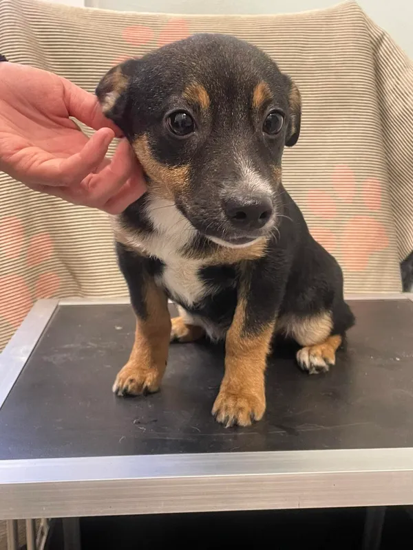 Znaleziono psa, Oborniki, 19 grudnia 2023 (5/5)