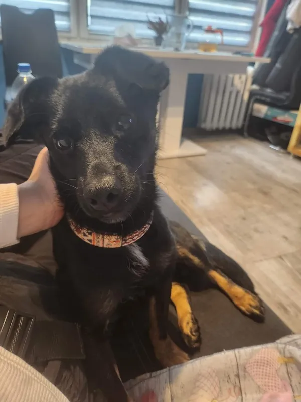 Zaginął pies, Łódź, 30 grudnia 2023