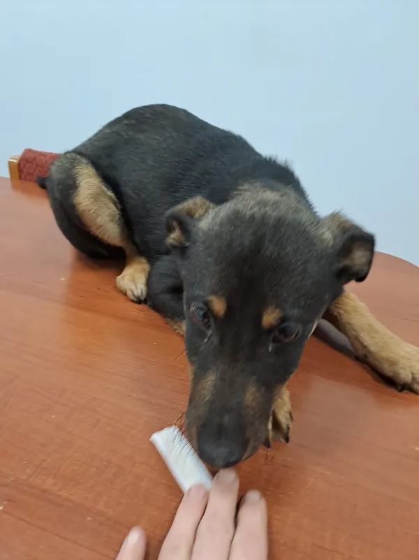 Znaleziono psa, Oborniki, 28 grudnia 2023 (3/5)