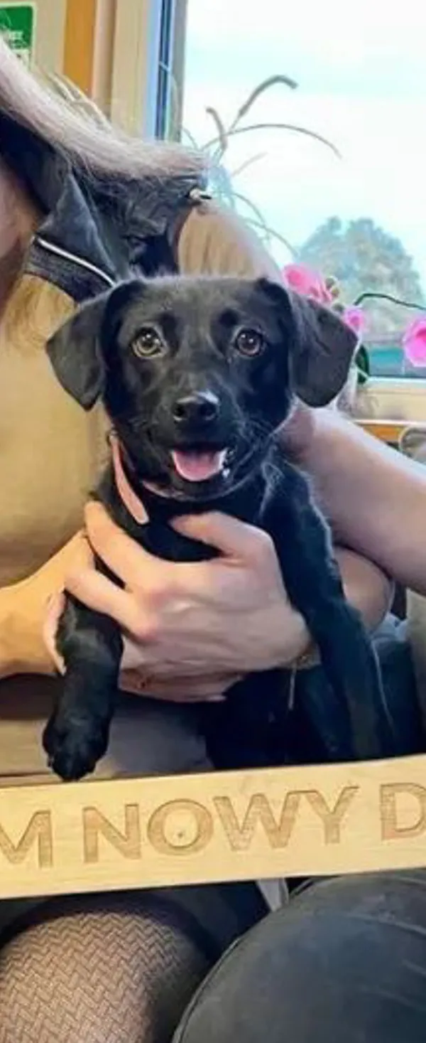 Zaginął pies, Dębogórze, 31 grudnia 2023 (1/5)