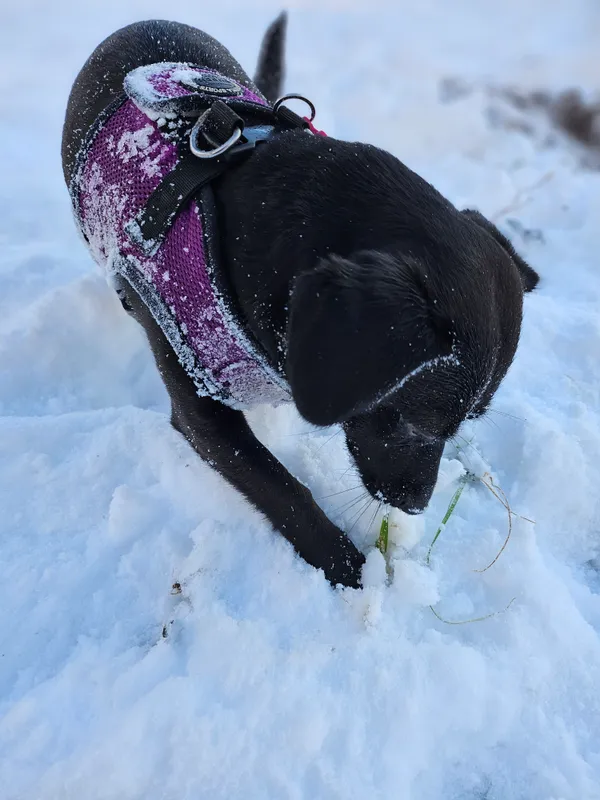 Zaginął pies, Dębogórze, 31 grudnia 2023 (4/5)