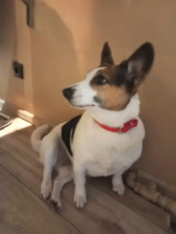 Zaginął pies, Białystok, Wysoki Stoczek, 31 grudnia 2023