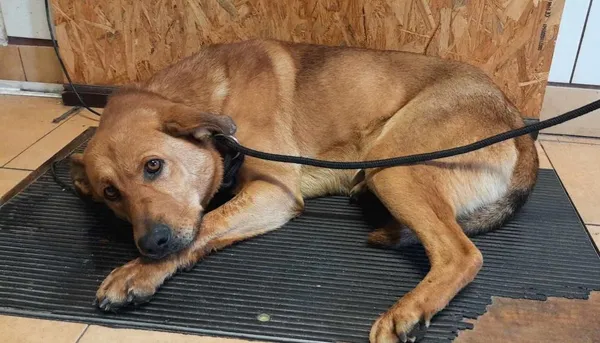 Znaleziono psa, Toruń, 29 grudnia 2023