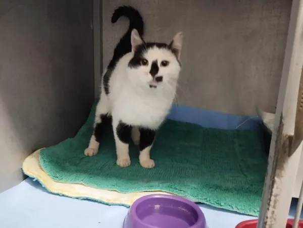 Znaleziono kota, Toruń, 29 grudnia 2023