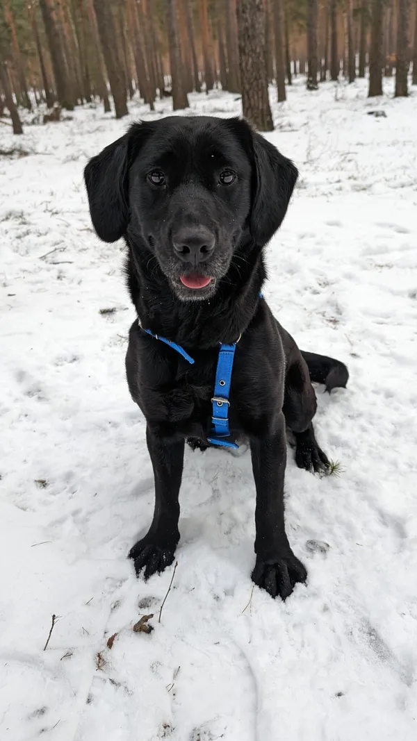 Pies do adopcji, Zielona Góra, 30 grudnia 2023 (1/4)