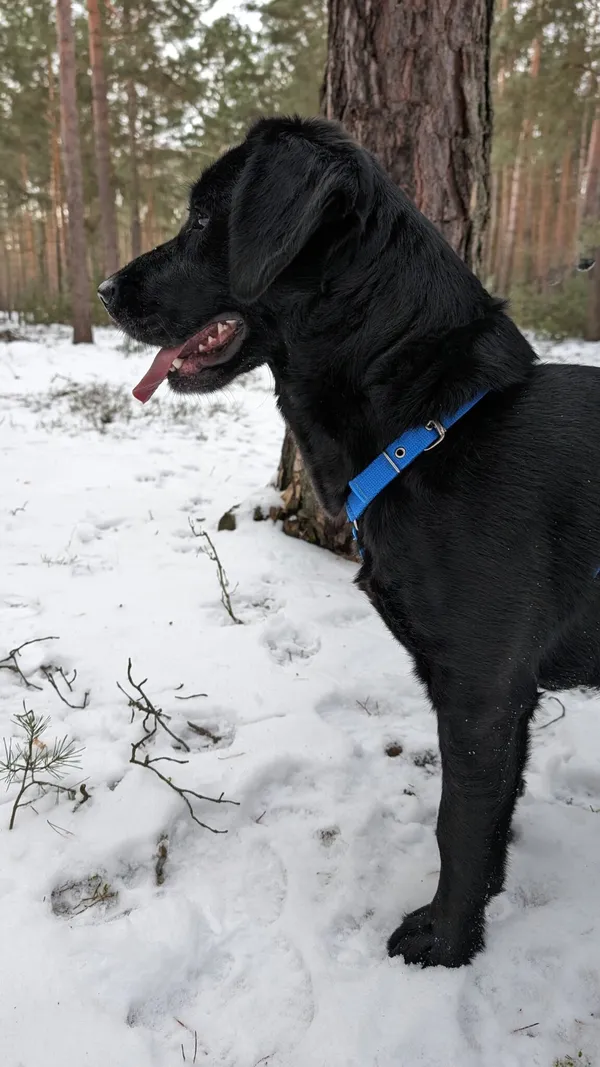 Pies do adopcji, Zielona Góra, 30 grudnia 2023 (4/4)