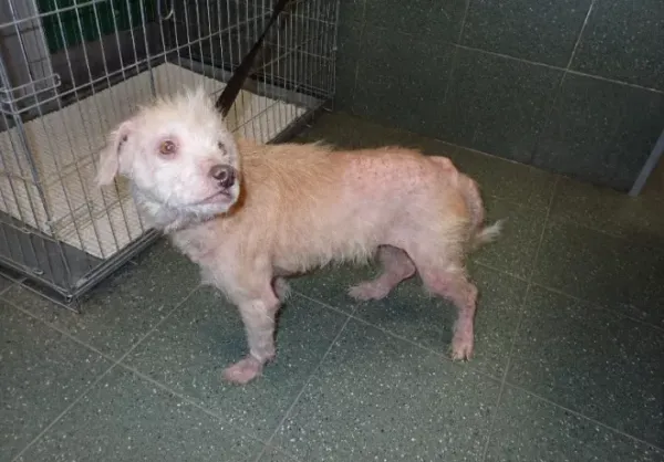 Znaleziono psa, Warszawa, 29 grudnia 2023