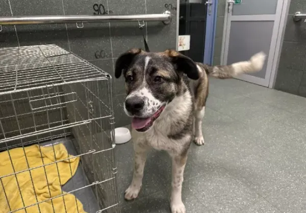 Znaleziono psa, Warszawa, 30 grudnia 2023