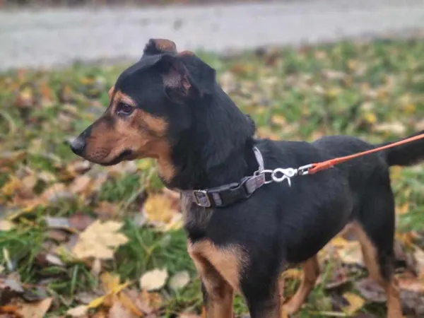 Znaleziono psa, Żywiec, 30 grudnia 2023 (1/5)