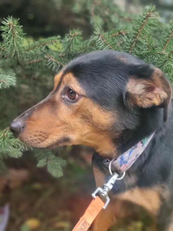 Znaleziono psa, Żywiec, 30 grudnia 2023 (3/5)