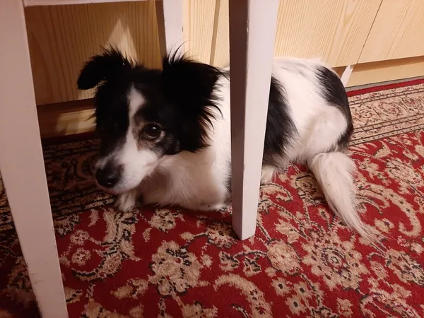 Znaleziono psa, Łódź, 31 grudnia 2023