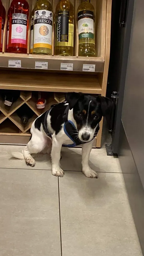 Znaleziono psa, Łódź, 31 grudnia 2023