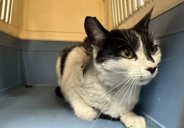 Znaleziono kota, Warszawa, 30 grudnia 2023