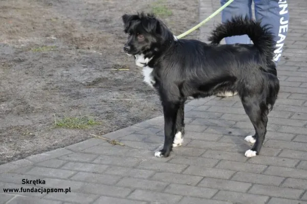 Pies do adopcji, Nowy Dwór Mazowiecki, 31 grudnia 2023 (3/5)