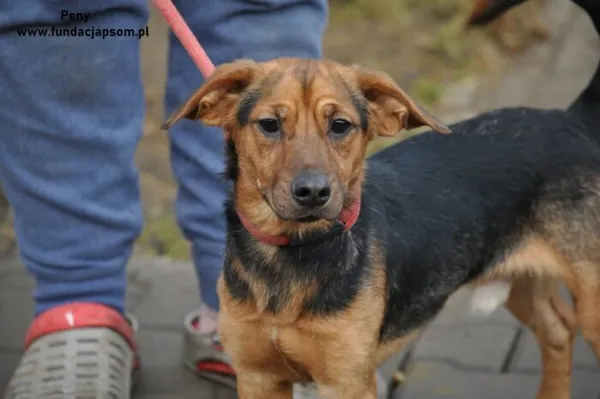 Pies do adopcji, Nowy Dwór Mazowiecki, 31 grudnia 2023 (1/4)