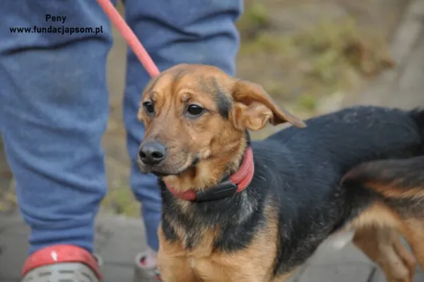 Pies do adopcji, Nowy Dwór Mazowiecki, 31 grudnia 2023 (4/4)