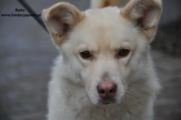 Pies do adopcji, Nowy Dwór Mazowiecki, 30 grudnia 2023 (1/5)