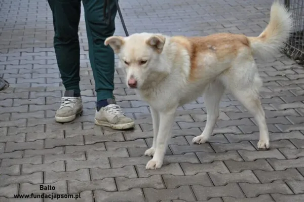 Pies do adopcji, Nowy Dwór Mazowiecki, 30 grudnia 2023 (2/5)