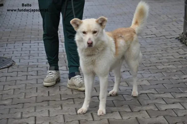 Pies do adopcji, Nowy Dwór Mazowiecki, 30 grudnia 2023 (3/5)