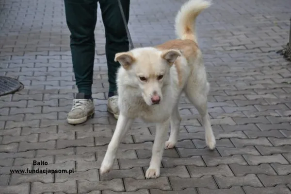 Pies do adopcji, Nowy Dwór Mazowiecki, 30 grudnia 2023 (4/5)