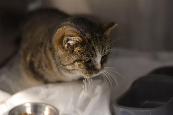 Znaleziono kota, Warszawa, 29 grudnia 2023 (3/5)