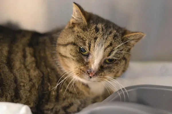 Znaleziono kota, Warszawa, 29 grudnia 2023 (4/5)