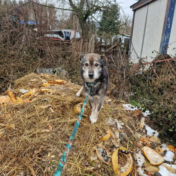 Pies do adopcji, Zielona Góra, 31 grudnia 2023