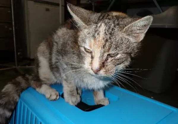 Znaleziono kota, Warszawa, 31 grudnia 2023