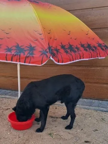 Zaginął pies, Szeromin, 1 stycznia 2024 (2/2)