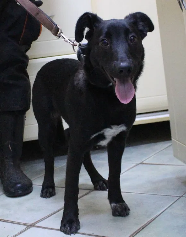 Znaleziono psa, Łódź, 31 grudnia 2023 (1/4)