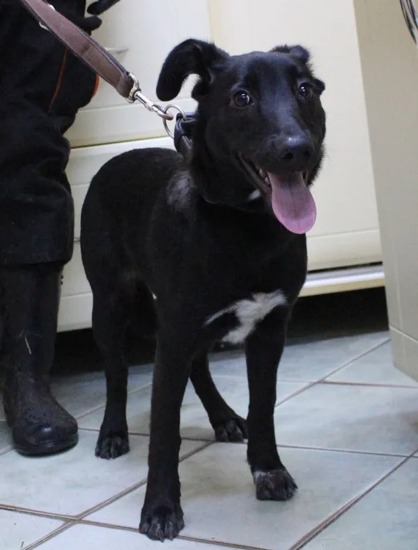 Znaleziono psa, Łódź, 31 grudnia 2023 (4/4)