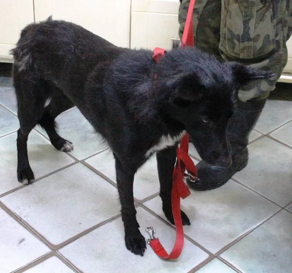 Znaleziono psa, Łódź, 31 grudnia 2023 (3/3)