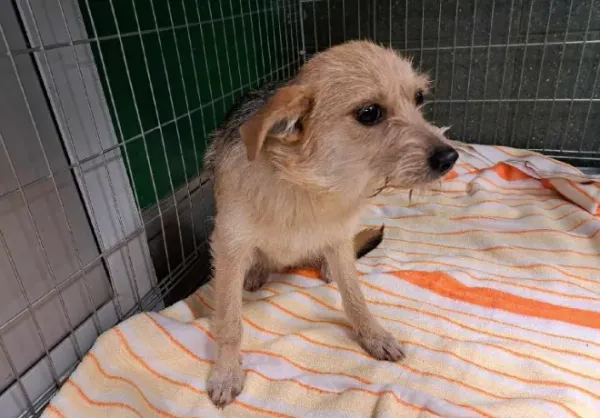 Znaleziono psa, Warszawa, 1 stycznia 2024