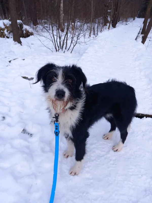 Pies do adopcji, Kielce, 1 stycznia 2024