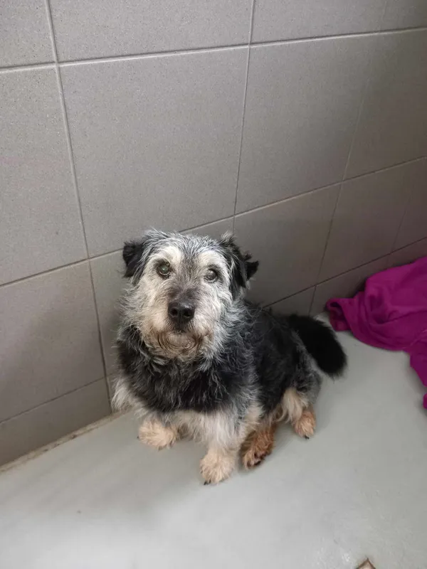 Pies do adopcji, Kielce, 1 stycznia 2024