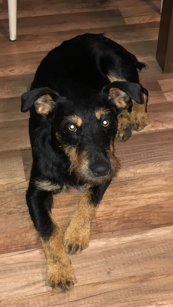 Zaginął pies, Santoczno, 2 stycznia 2024 (4/5)