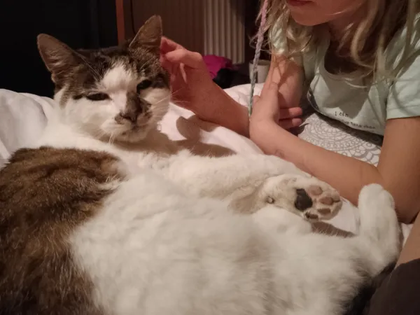 Zaginął kot, Warszawa, Wawer, 2 stycznia 2024 (2/2)